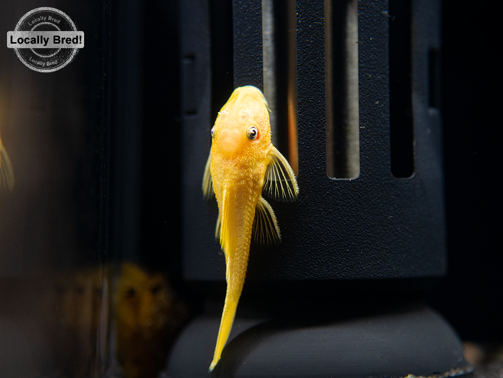 L144a Blue Eye Lemon Bristlenose Pleco (Ancistrus sp.), Locally Bred