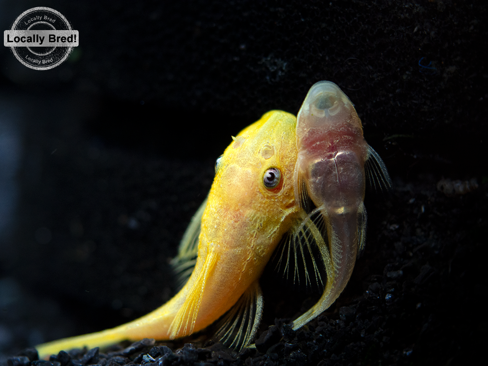 L144a Blue Eye Lemon Bristlenose Pleco (Ancistrus sp.), Locally Bred