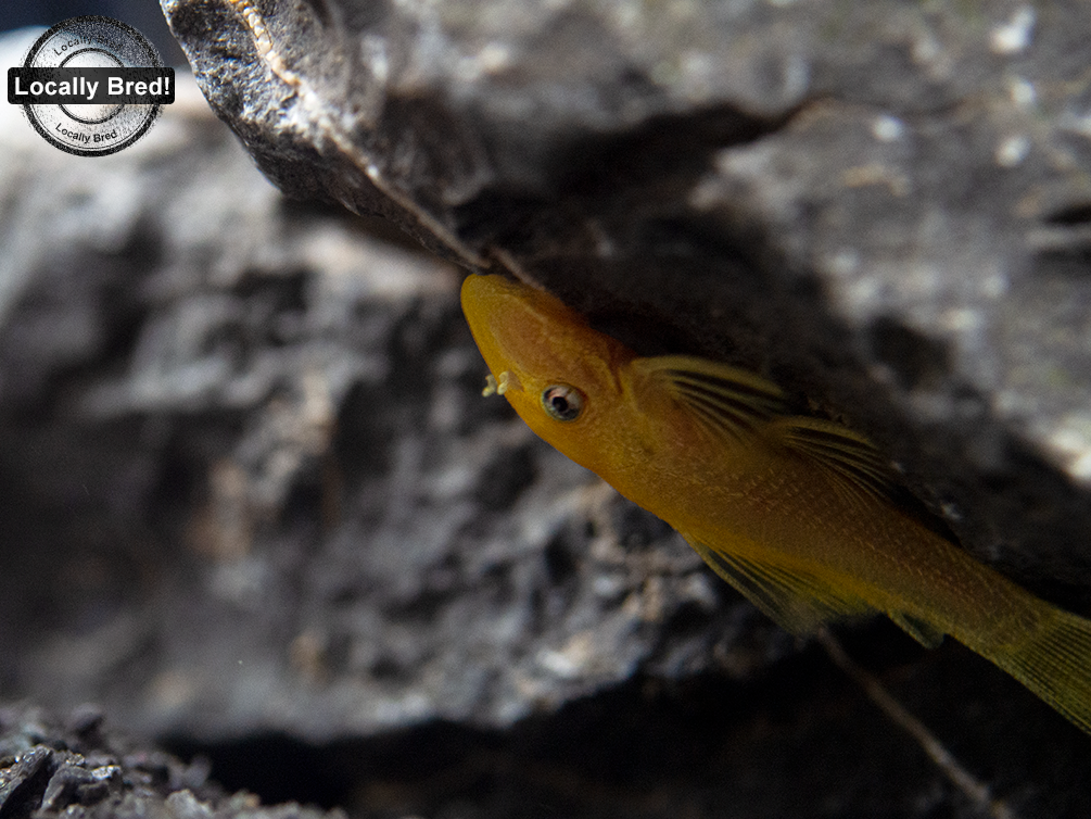 L144a Blue Eye Lemon Bristlenose Pleco (Ancistrus sp.), Locally Bred