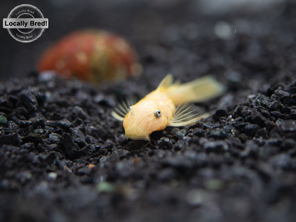 L144a Blue Eye Lemon Bristlenose Pleco (Ancistrus sp.), Locally Bred