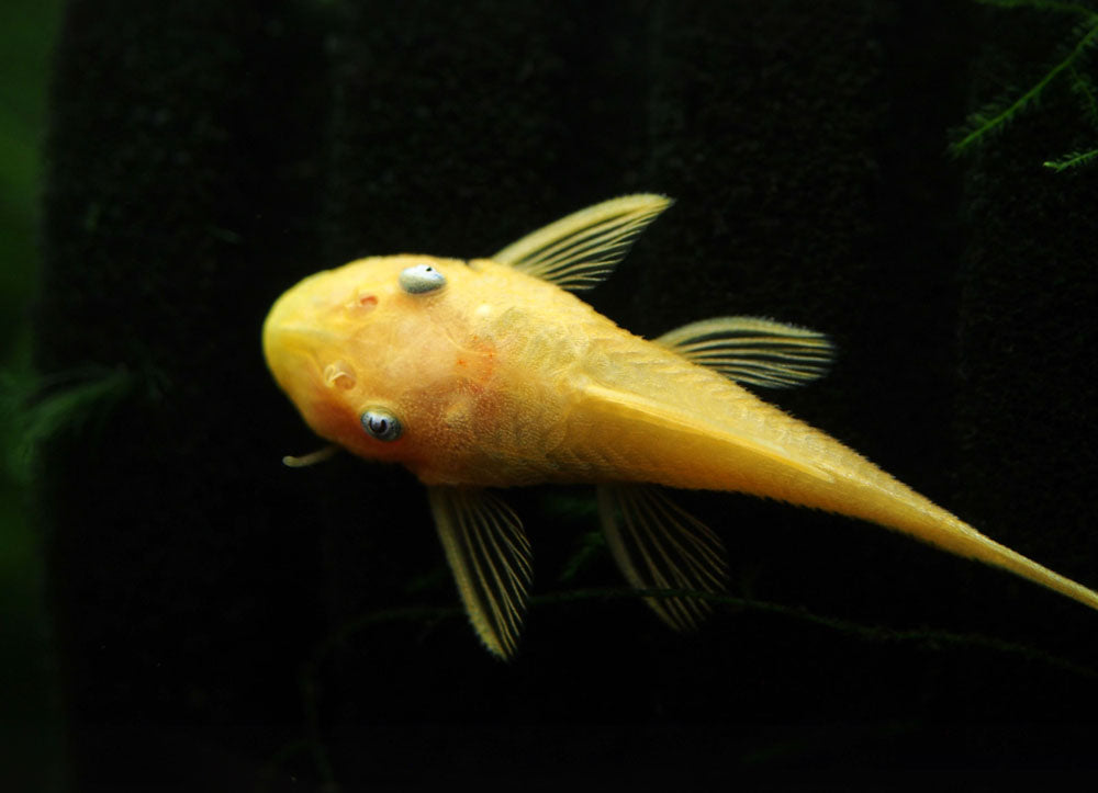 L144a Blue Eye Lemon Bristlenose Pleco (Ancistrus sp.) - Tank-bred!