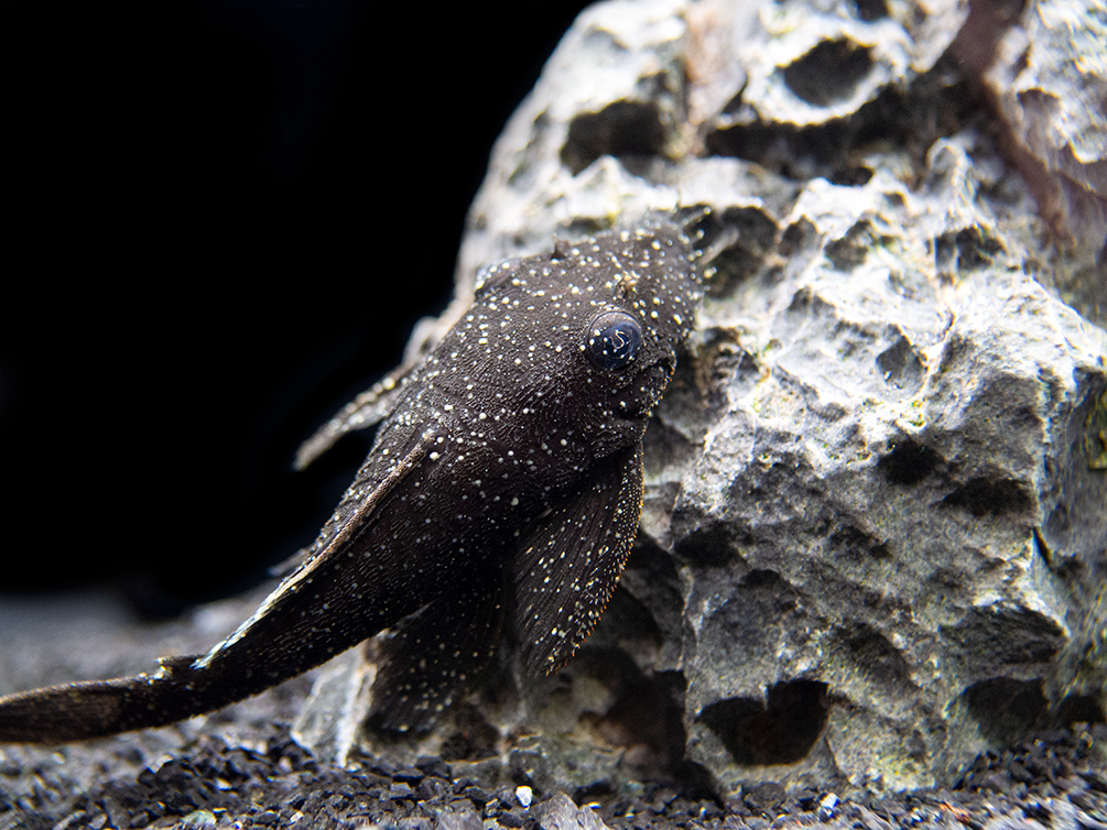 L183 Starlight AKA White Seam Bristlenose Pleco (Ancistrus dolichopterus) - Tank Bred