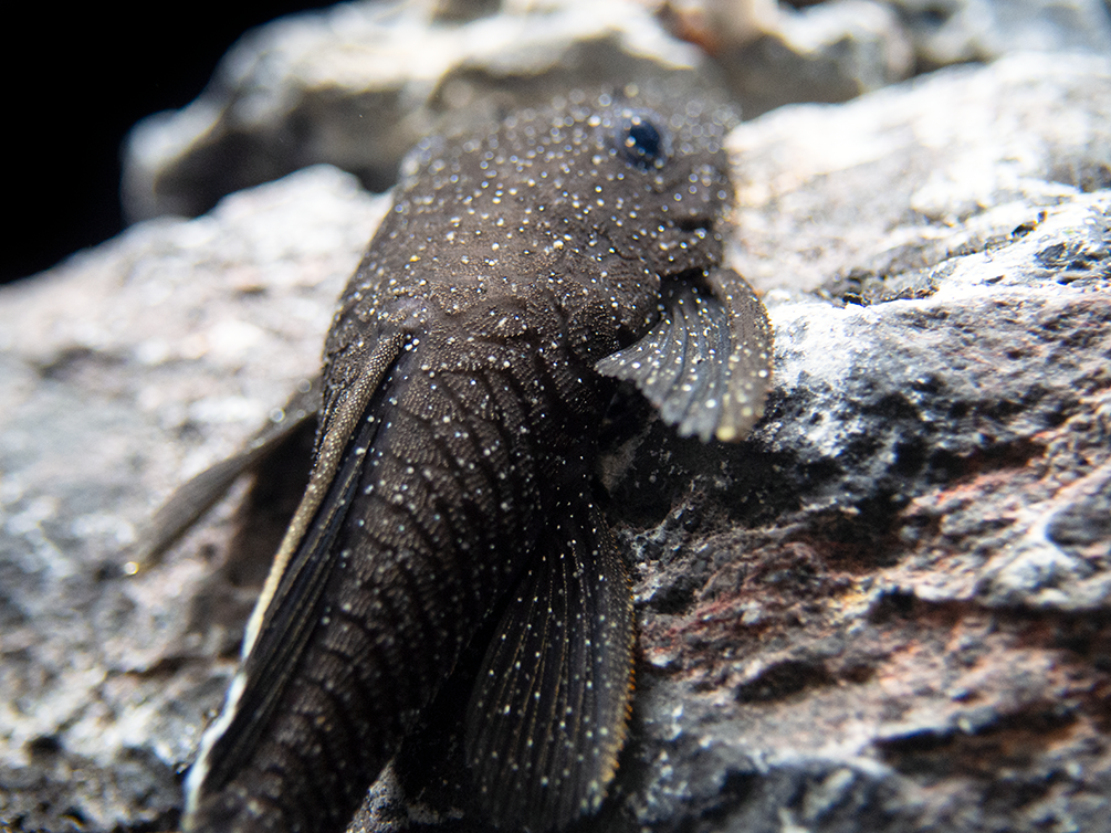 L183 Starlight AKA White Seam Bristlenose Pleco (Ancistrus dolichopterus) - Tank Bred