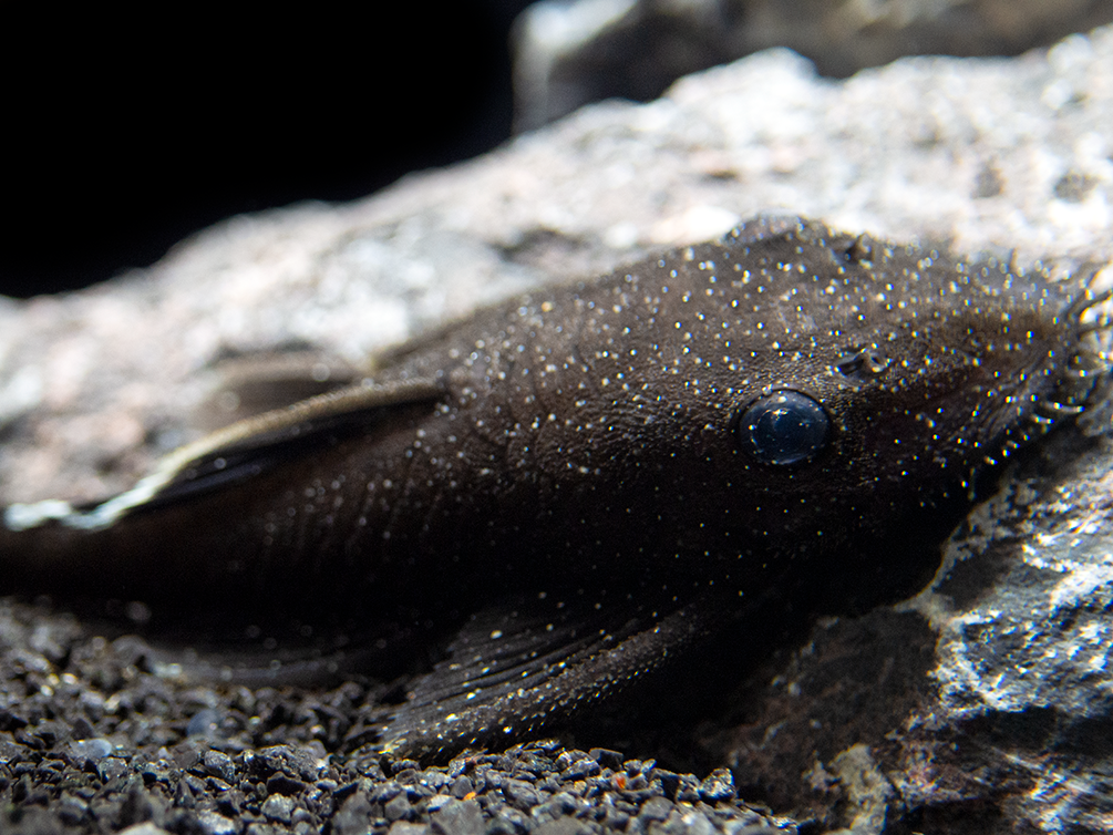 L183 Starlight AKA White Seam Bristlenose Pleco (Ancistrus dolichopterus) - Tank Bred