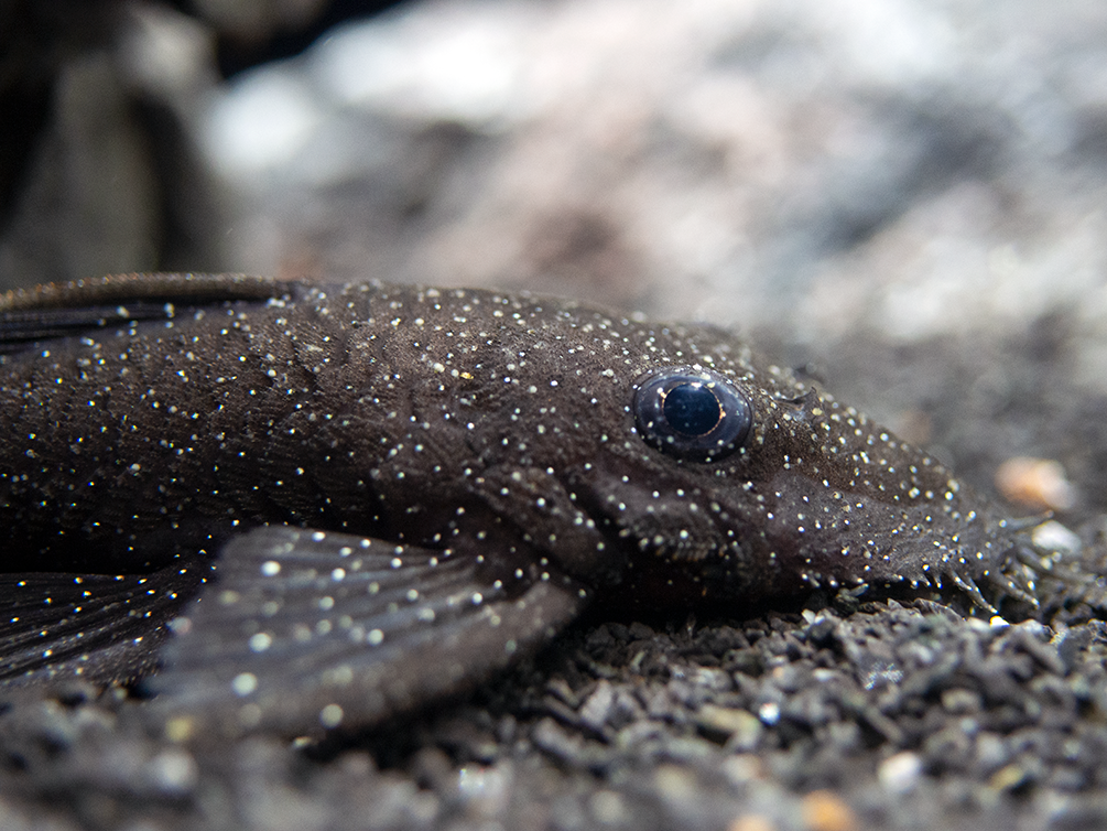 L183 Starlight AKA White Seam Bristlenose Pleco (Ancistrus dolichopterus) - Tank Bred