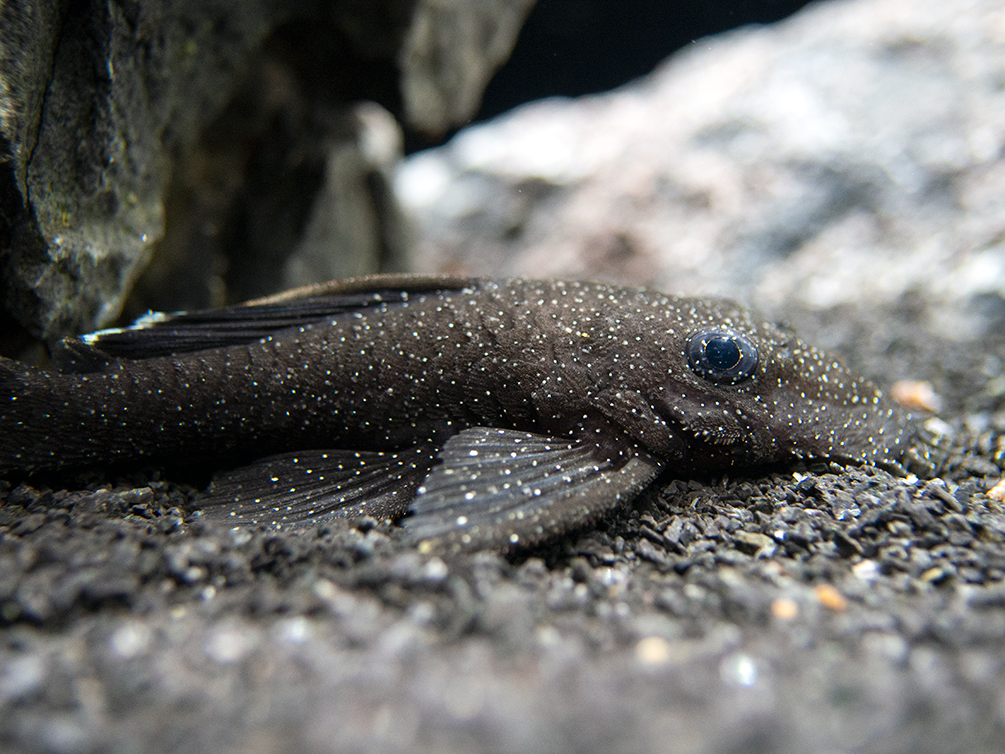 L183 Starlight AKA White Seam Bristlenose Pleco (Ancistrus dolichopterus) - Tank Bred