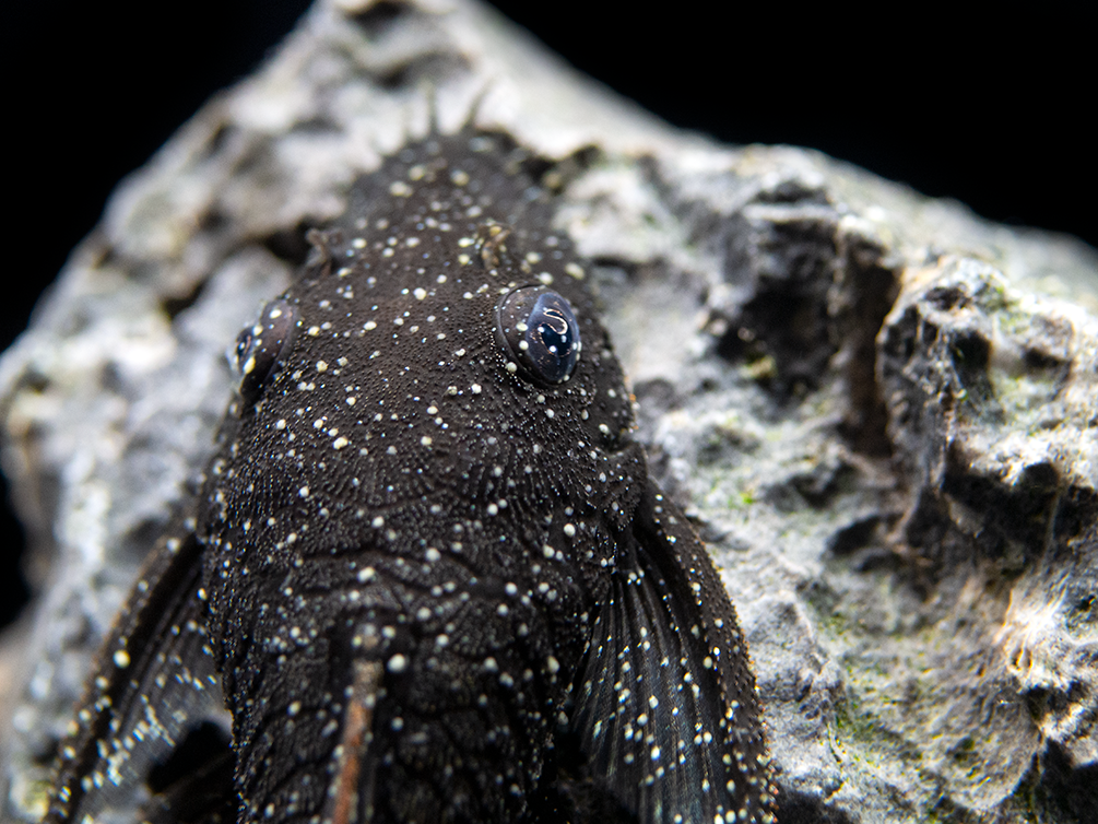 L183 Starlight AKA White Seam Bristlenose Pleco (Ancistrus dolichopterus) - Tank Bred