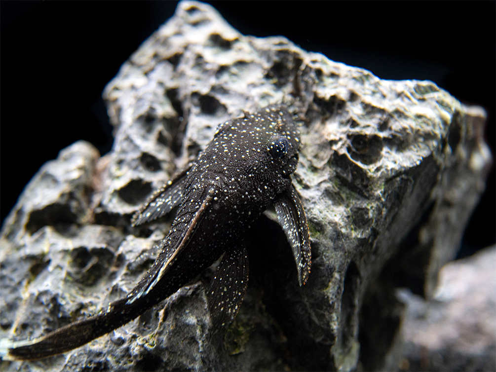 L183 Starlight AKA White Seam Bristlenose Pleco (Ancistrus dolichopterus) - Tank Bred