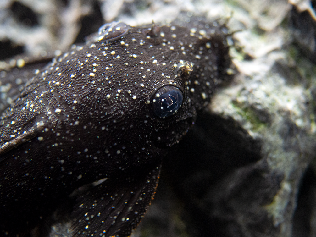 L183 Starlight AKA White Seam Bristlenose Pleco (Ancistrus dolichopterus) - Tank Bred