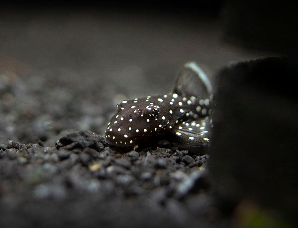L183 Starlight AKA White Seam Bristlenose Pleco (Ancistrus dolichopterus) - Tank Bred