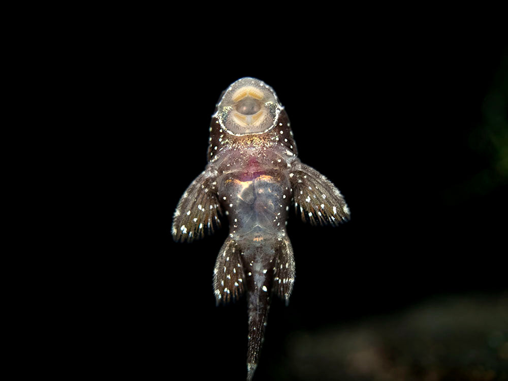 L183 Starlight AKA White Seam Bristlenose Pleco (Ancistrus dolichopterus) - Tank Bred