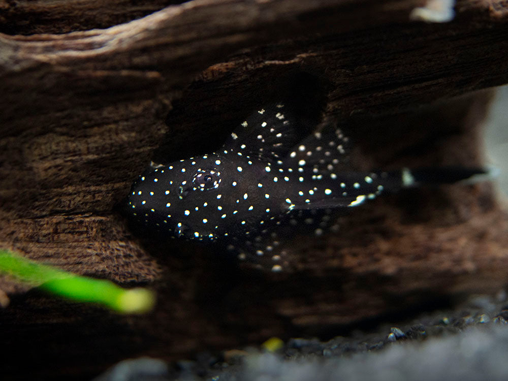 L183 Starlight AKA White Seam Bristlenose Pleco (Ancistrus dolichopterus) - Tank Bred