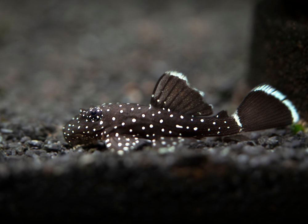 L183 Starlight AKA White Seam Bristlenose Pleco (Ancistrus dolichopterus) - Tank Bred