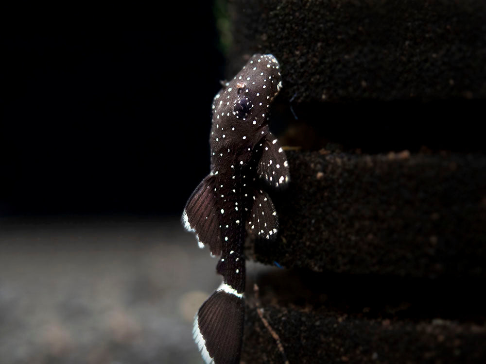 L183 Starlight AKA White Seam Bristlenose Pleco (Ancistrus dolichopterus) - Tank Bred