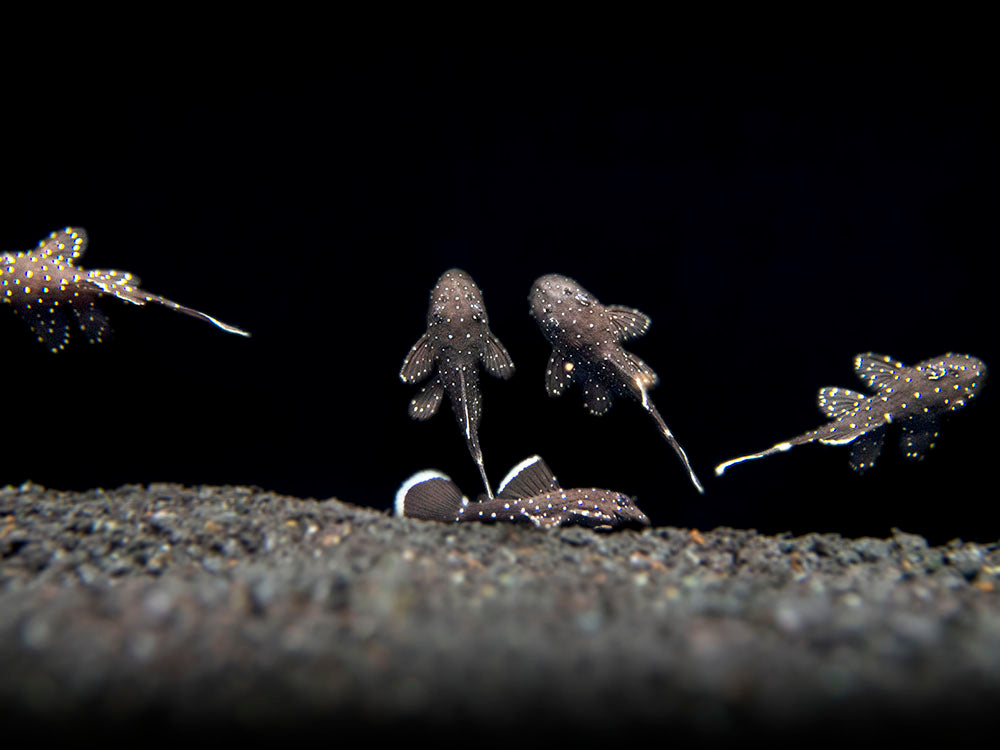 L183 Starlight AKA White Seam Bristlenose Pleco (Ancistrus dolichopterus) - Tank Bred