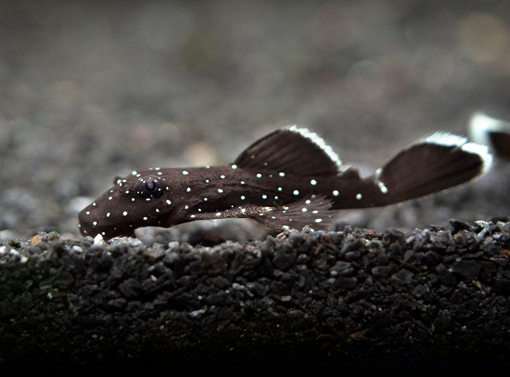 L183 Starlight AKA White Seam Bristlenose Pleco (Ancistrus dolichopterus) - Tank Bred