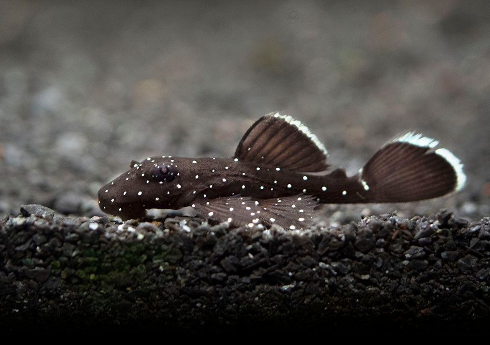 L183 Starlight AKA White Seam Bristlenose Pleco (Ancistrus dolichopterus) - Tank Bred