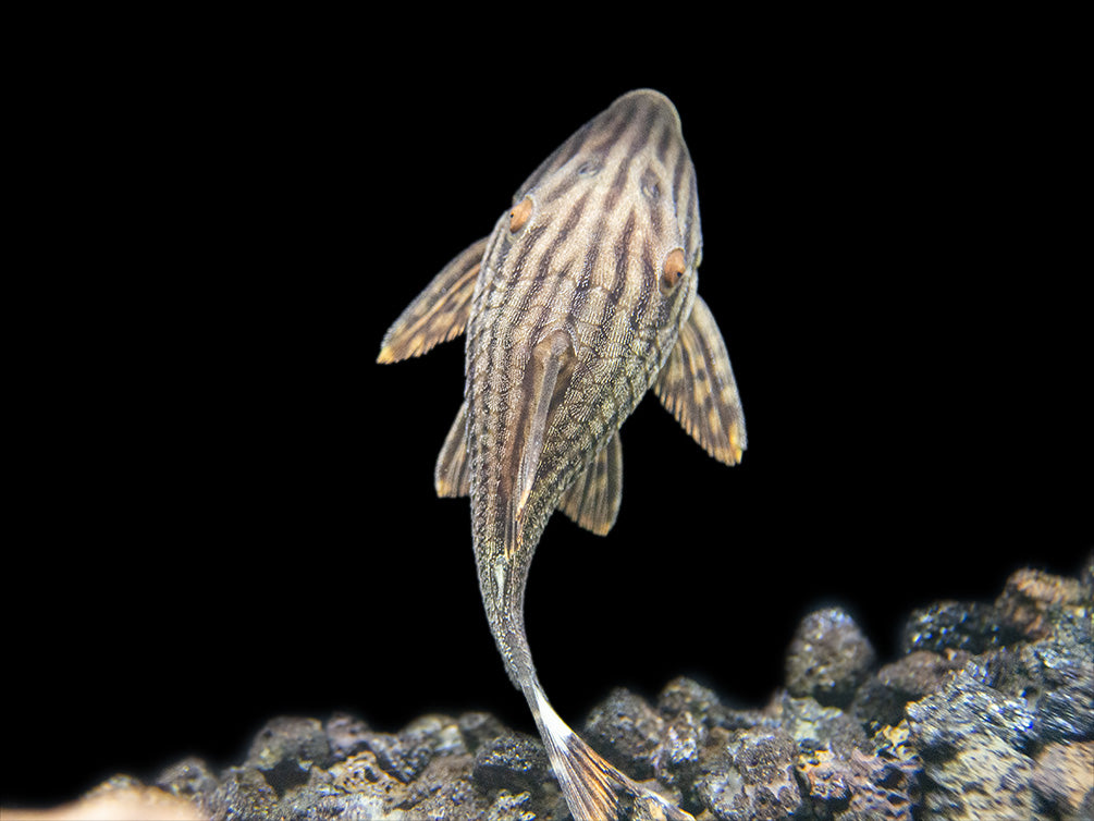 L190 Royal Pleco (Panaque nigrolineatus)