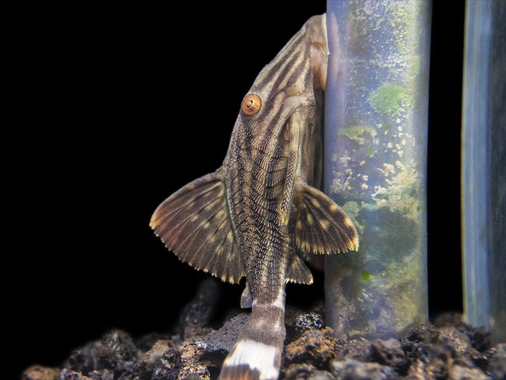 L190 Royal Pleco (Panaque nigrolineatus)