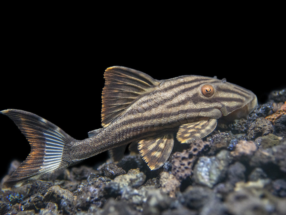 L190 Royal Pleco (Panaque nigrolineatus)