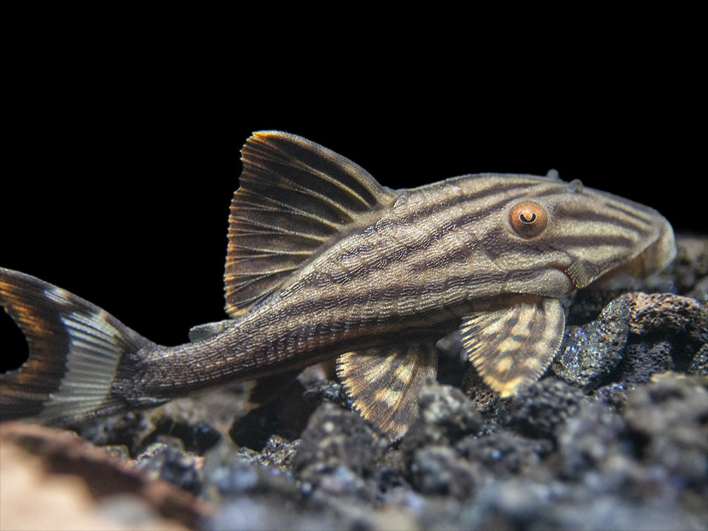 L190 Royal Pleco (Panaque nigrolineatus)