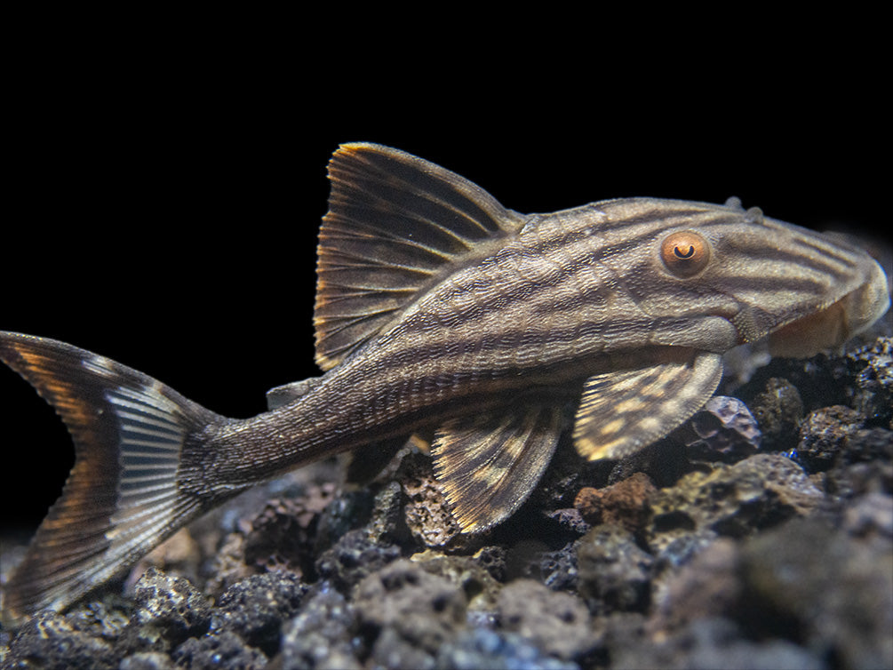 L190 Royal Pleco (Panaque nigrolineatus)