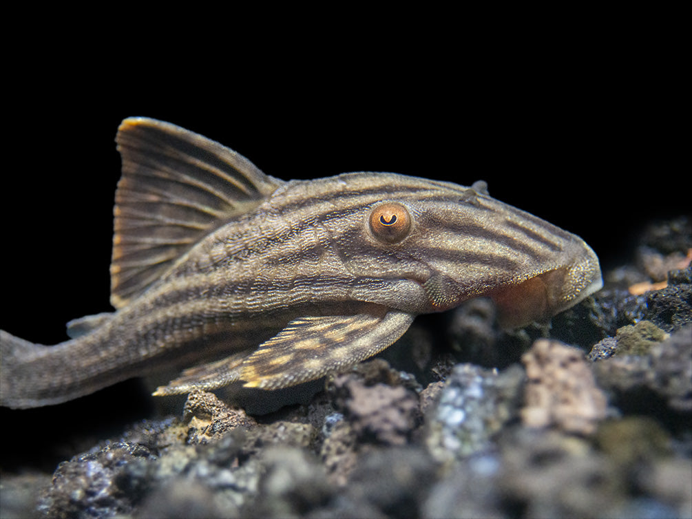 L190 Royal Pleco (Panaque nigrolineatus)