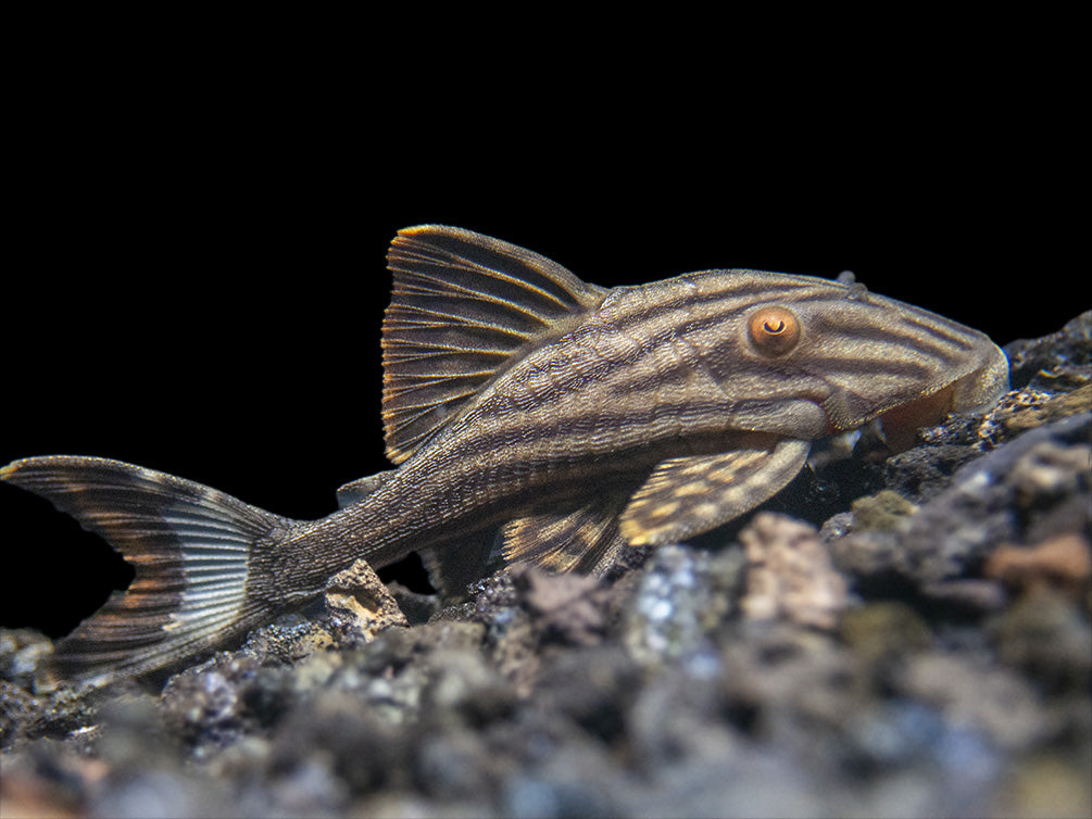 L190 Royal Pleco (Panaque nigrolineatus)