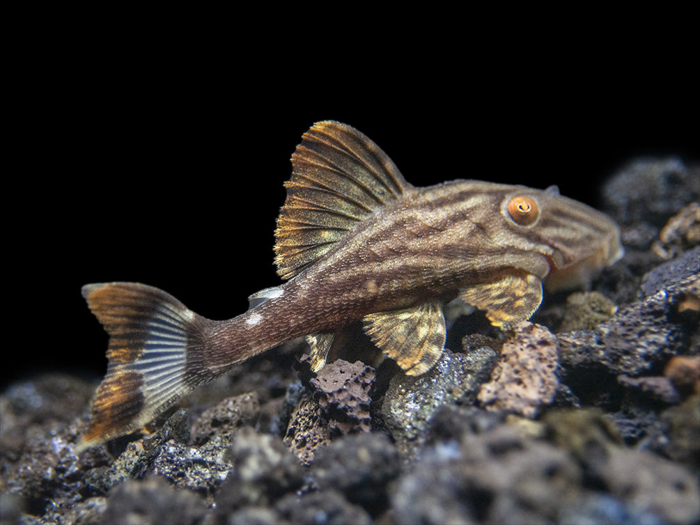 L190 Royal Pleco (Panaque nigrolineatus)