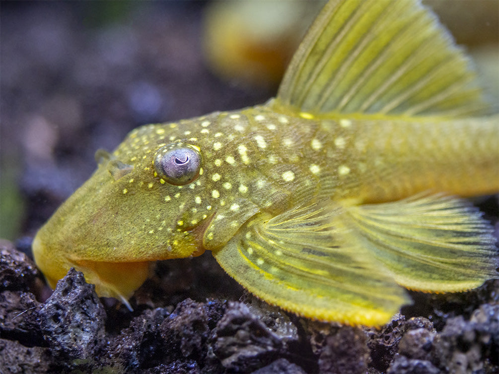 L200 Green Phantom Pleco (Hemiancistrus Subviridis)