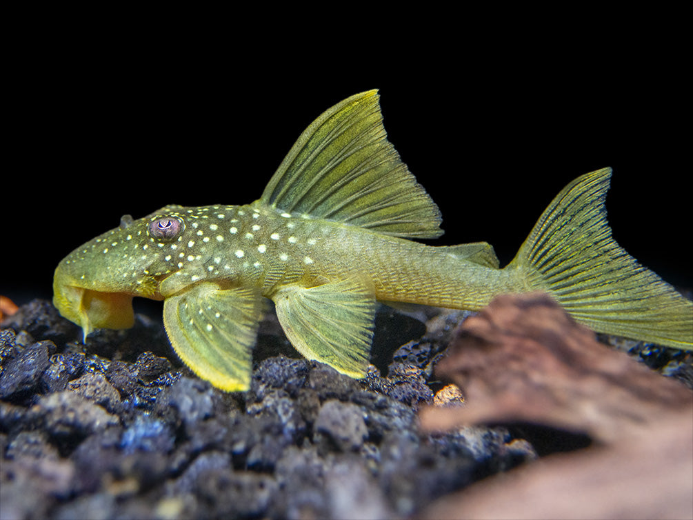 L200 Green Phantom Pleco (Hemiancistrus Subviridis)