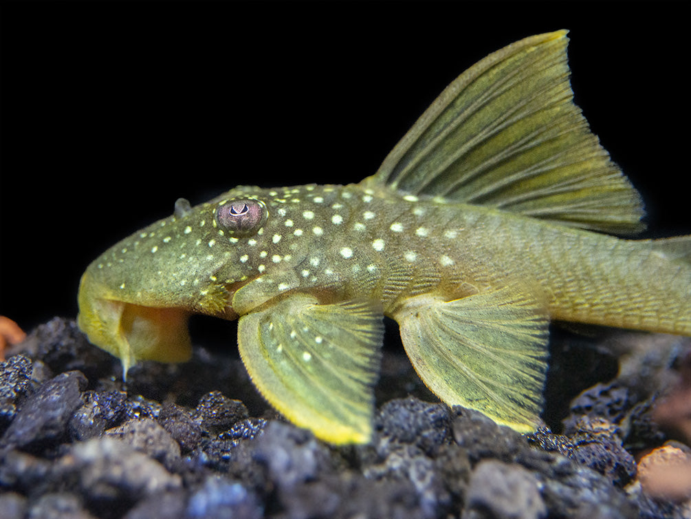 L200 Green Phantom Pleco (Hemiancistrus Subviridis)