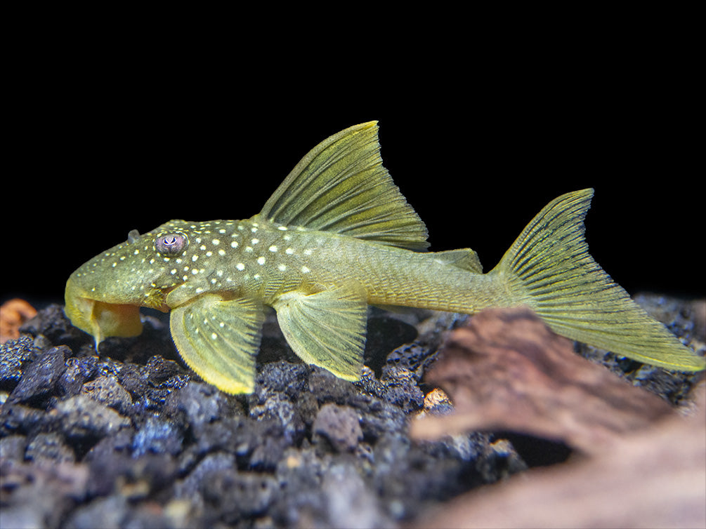 L200 Green Phantom Pleco (Hemiancistrus Subviridis)