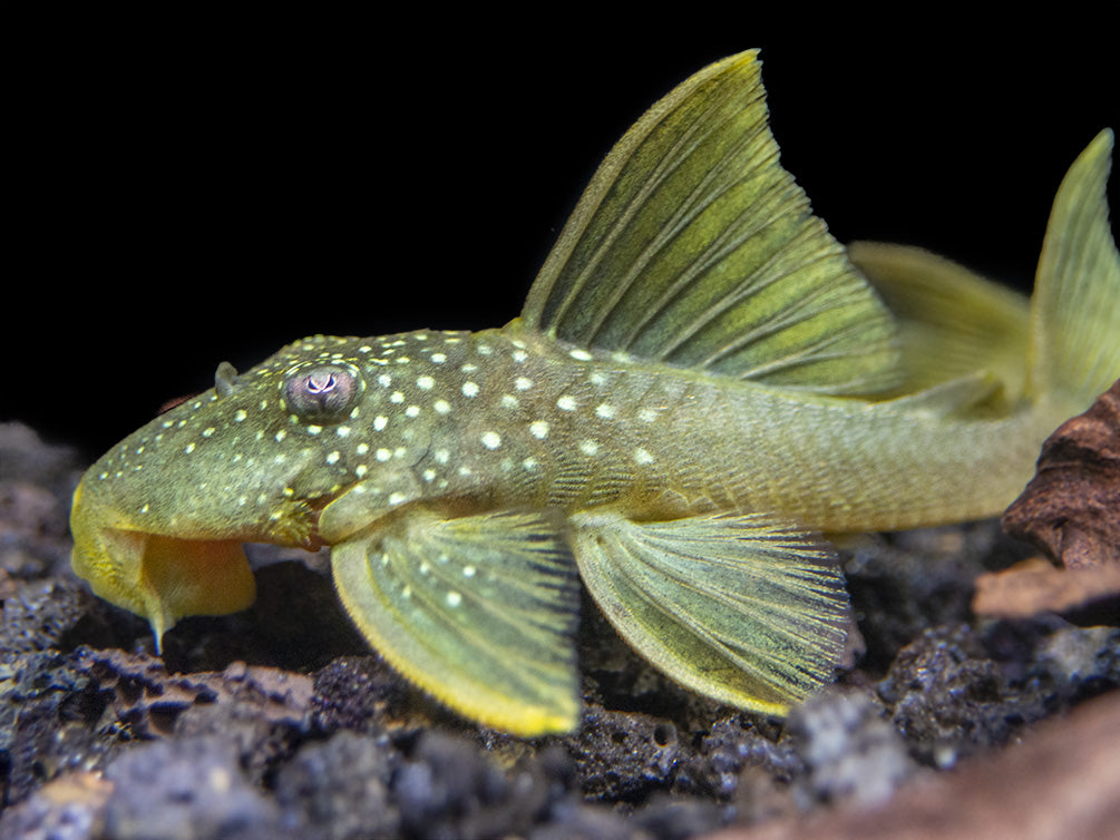 L200 Green Phantom Pleco (Hemiancistrus Subviridis)