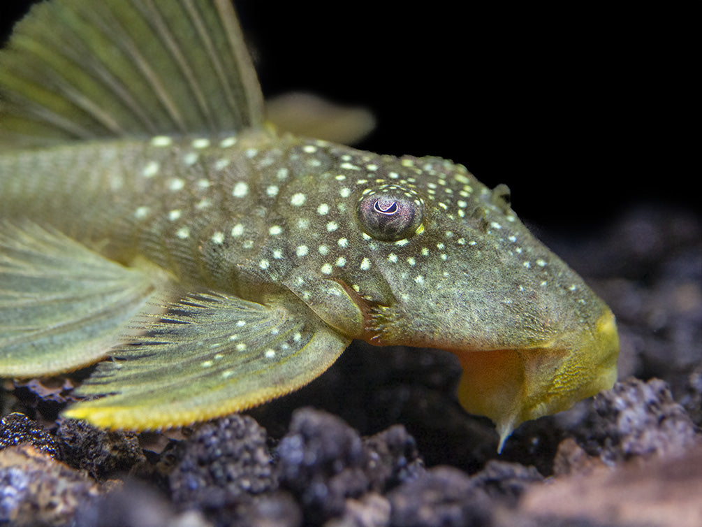 L200 Green Phantom Pleco (Hemiancistrus Subviridis)