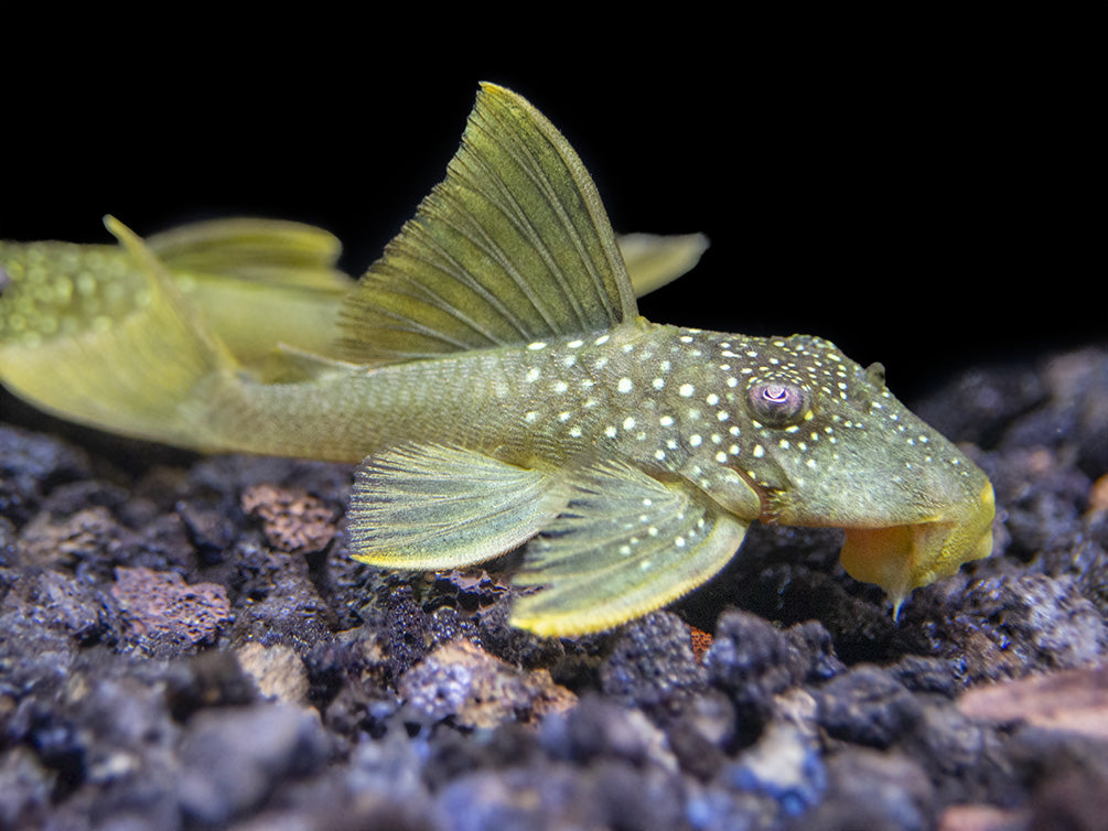 L200 Green Phantom Pleco (Hemiancistrus Subviridis)