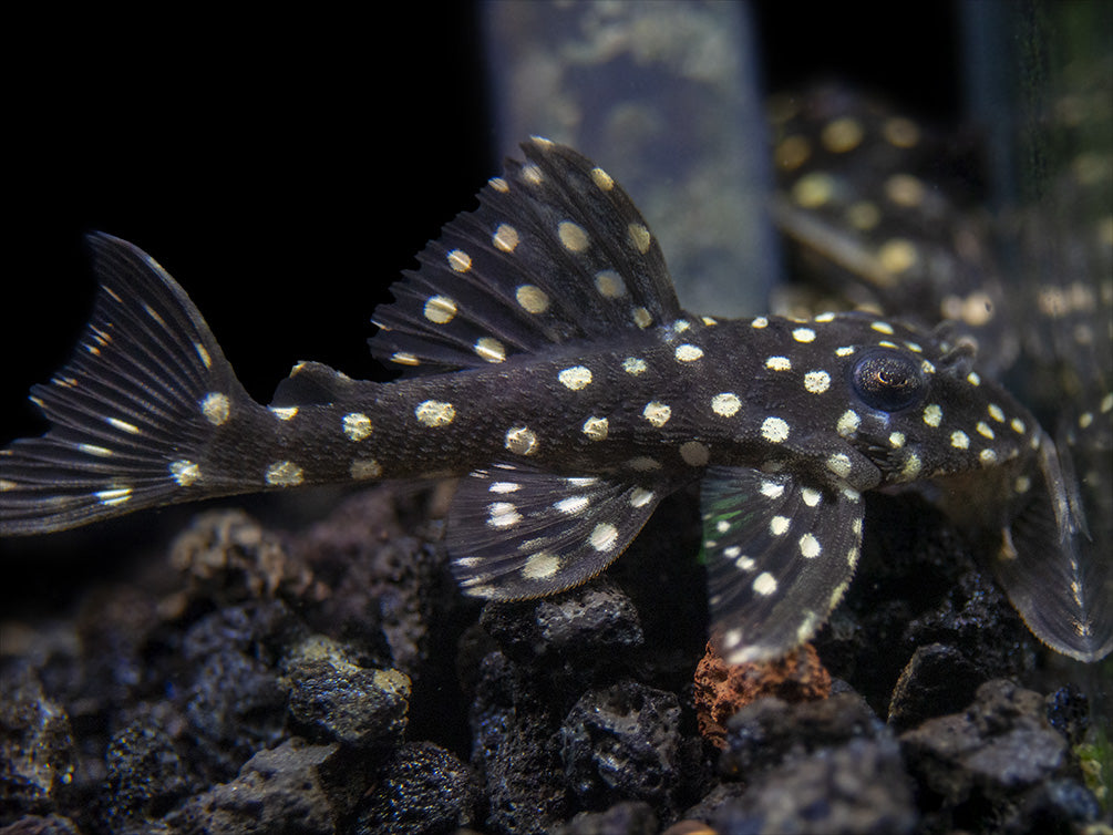 L201 Snowball AKA Orinoco Angel Pleco (Hypancistrus sp.)