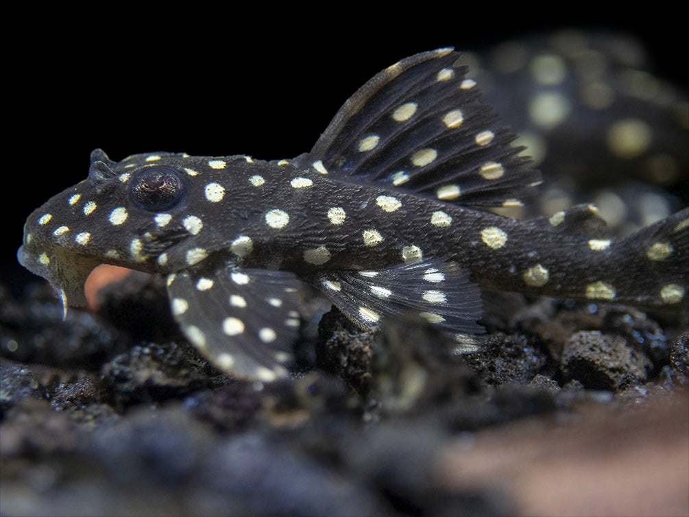 L201 Snowball AKA Orinoco Angel Pleco (Hypancistrus sp.)