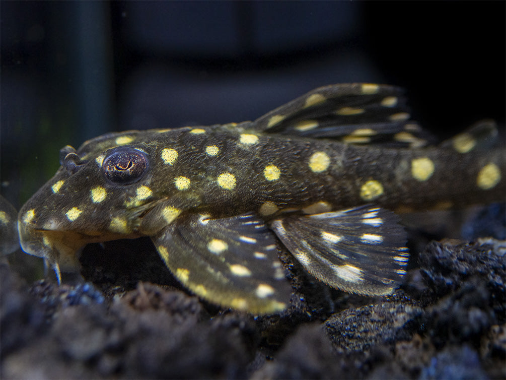 L201 Snowball AKA Orinico Angel Pleco - Aquatic Arts