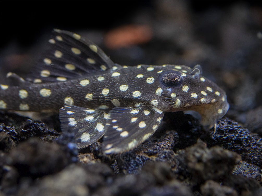 L201 Snowball AKA Orinoco Angel Pleco (Hypancistrus sp.)