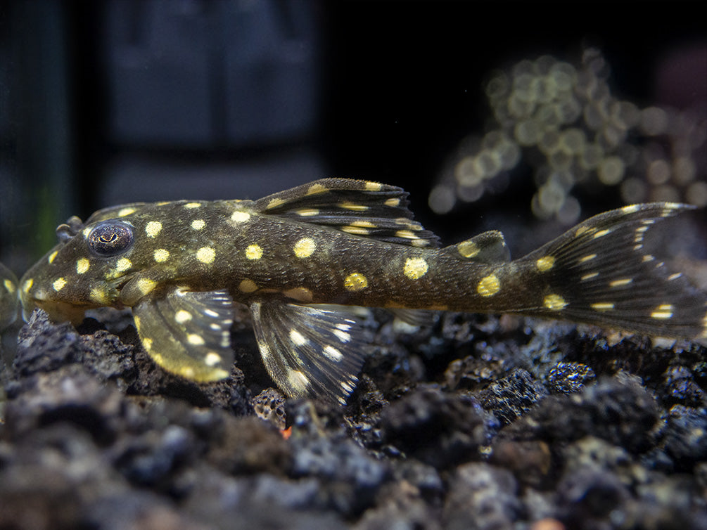 L201 Snowball AKA Orinico Angel Pleco - Aquatic Arts