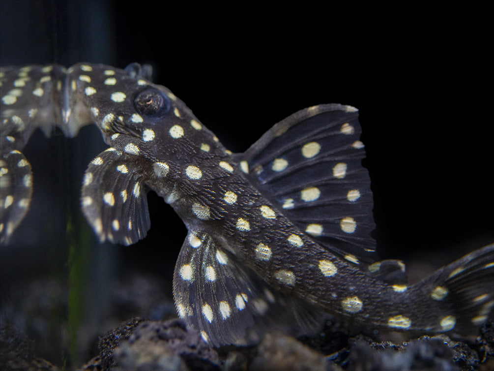 L201 Snowball AKA Orinoco Angel Pleco (Hypancistrus sp.)