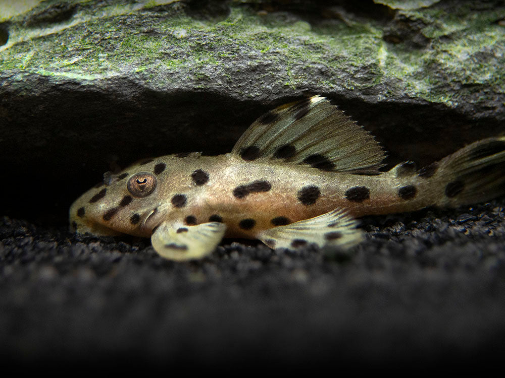 L264 Sultan Pleco (Leporacanthicus joselimai)