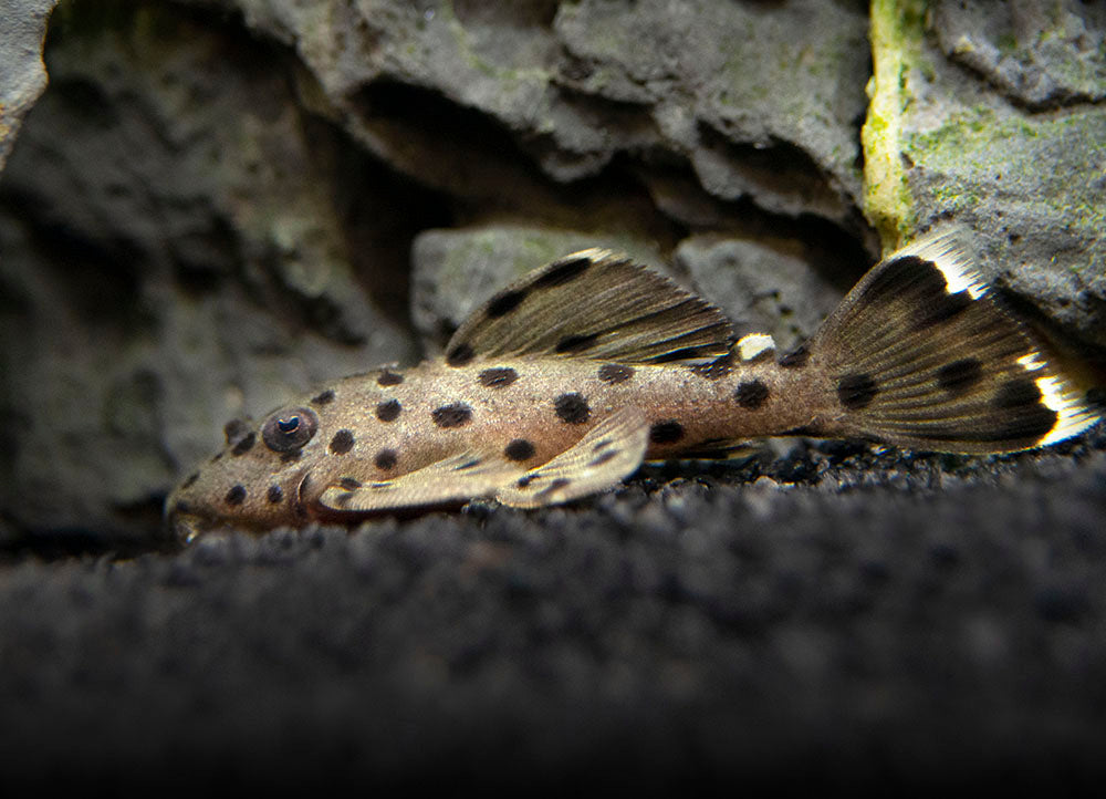 L264 Sultan Pleco (Leporacanthicus joselimai)