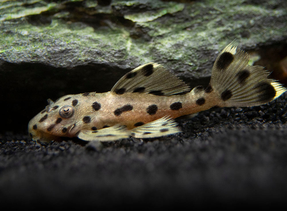 L264 Sultan Pleco (Leporacanthicus joselimai)