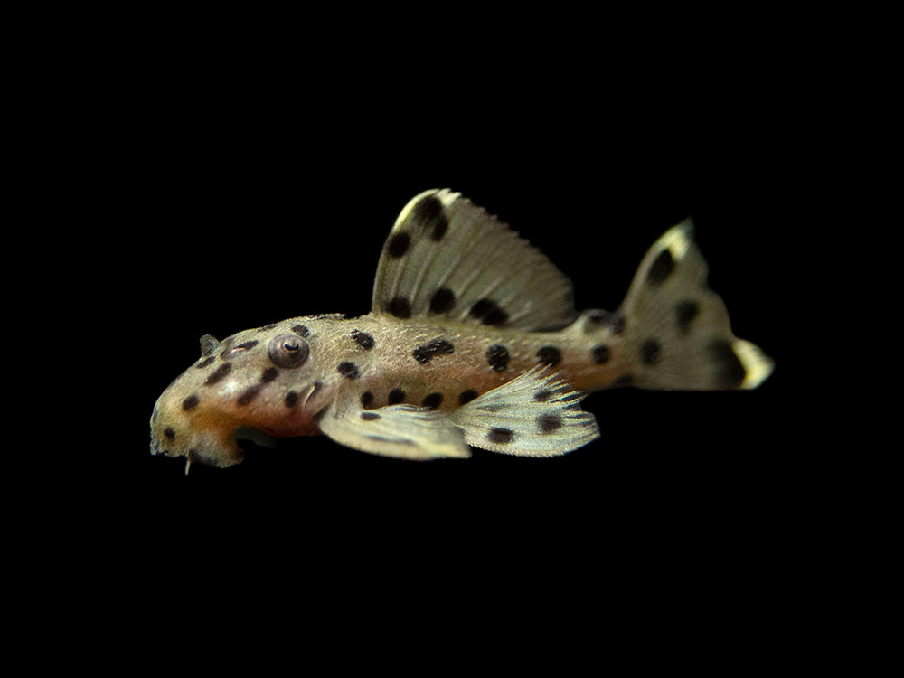 L264 Sultan Pleco
