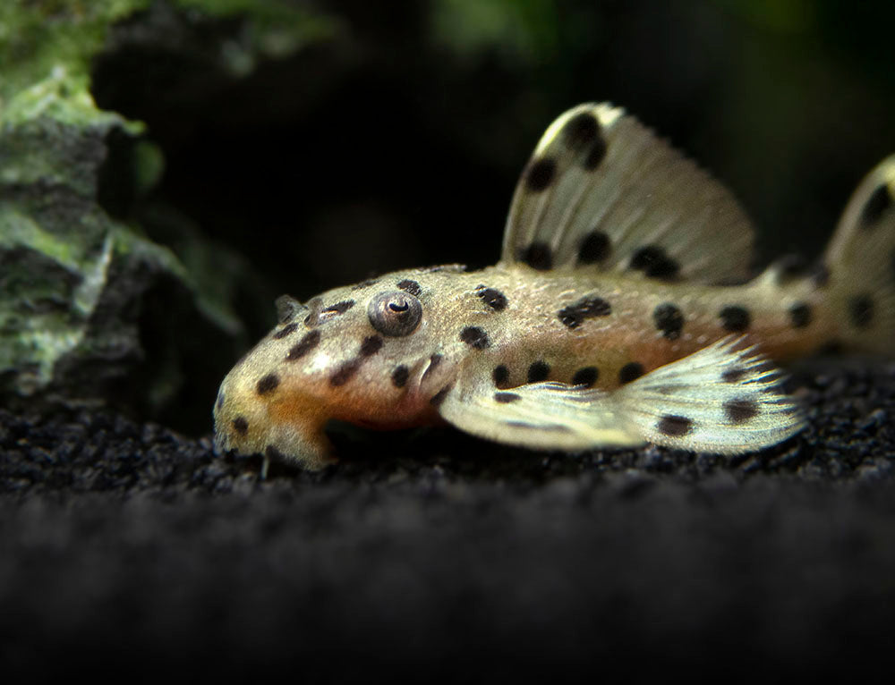 L264 Sultan Pleco (Leporacanthicus joselimai)