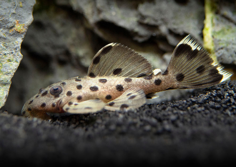 L264 Sultan Pleco (Leporacanthicus joselimai)