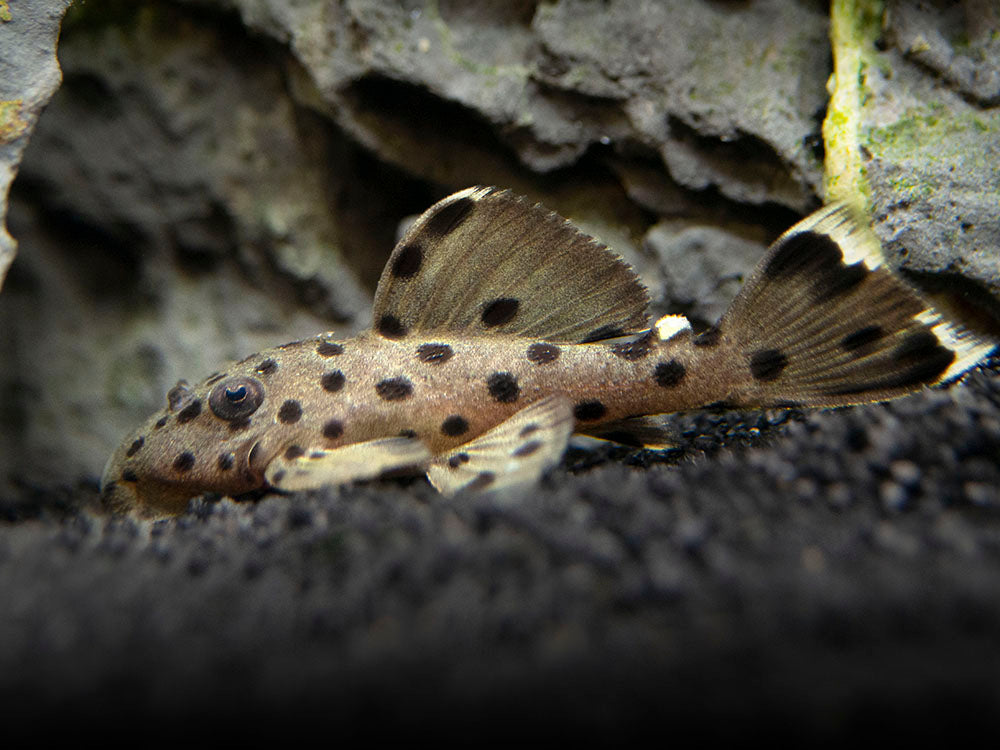 L264 Sultan Pleco (Leporacanthicus joselimai)