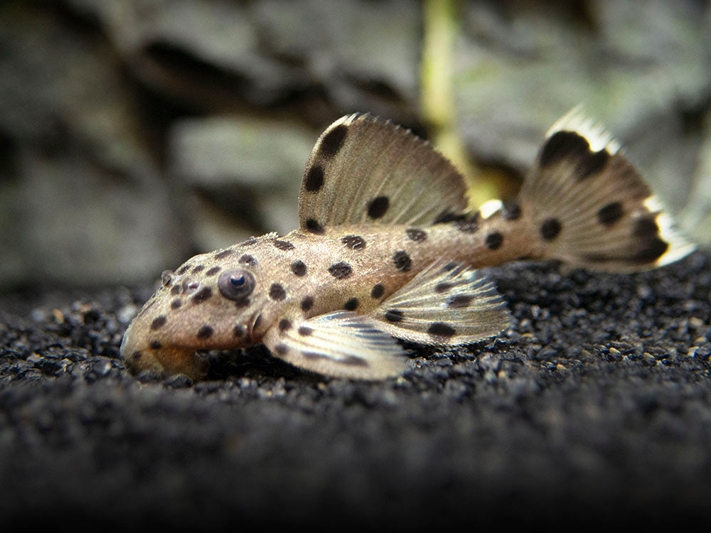 L264 Sultan Pleco (Leporacanthicus joselimai)